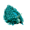 Sky blue sea slug