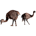 Patagonian ostrich