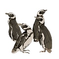 Penguins